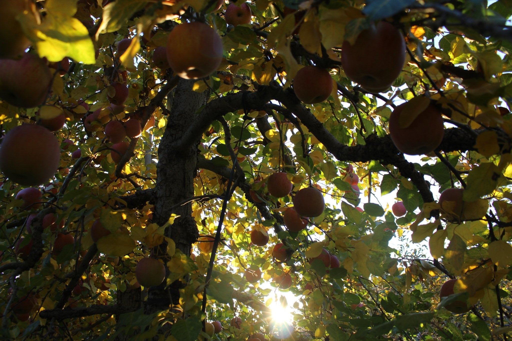 Cidre 飛騨（シードル飛騨）Doux・甘口　750ml - 木戸脇果樹園