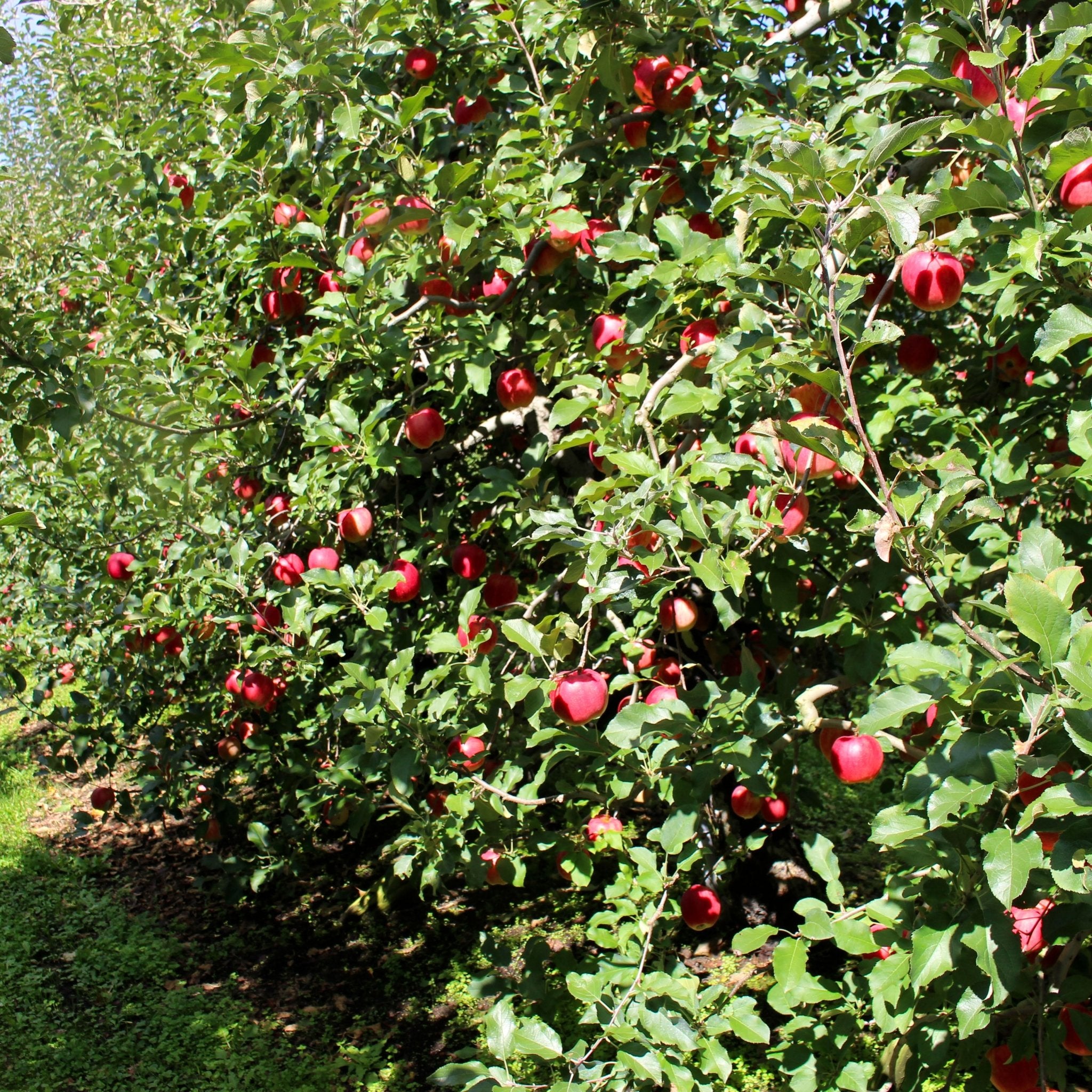 ひめかみ - 木戸脇果樹園